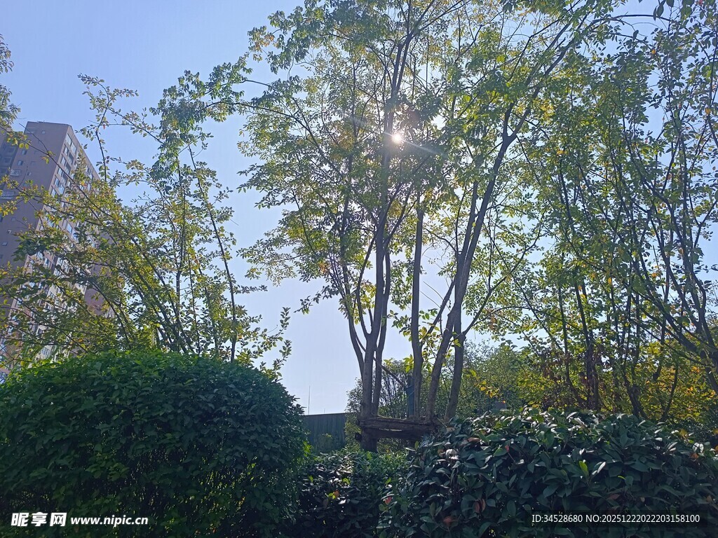 阳光洒落林间绿植景观