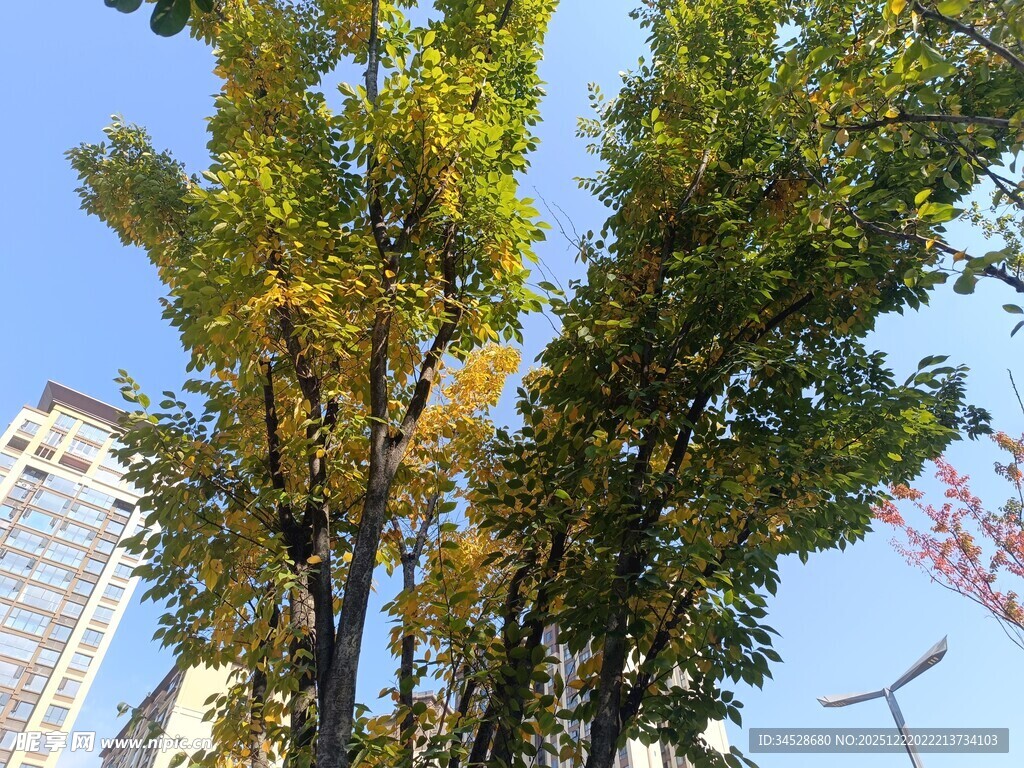 秋日城中树木与蓝天景致