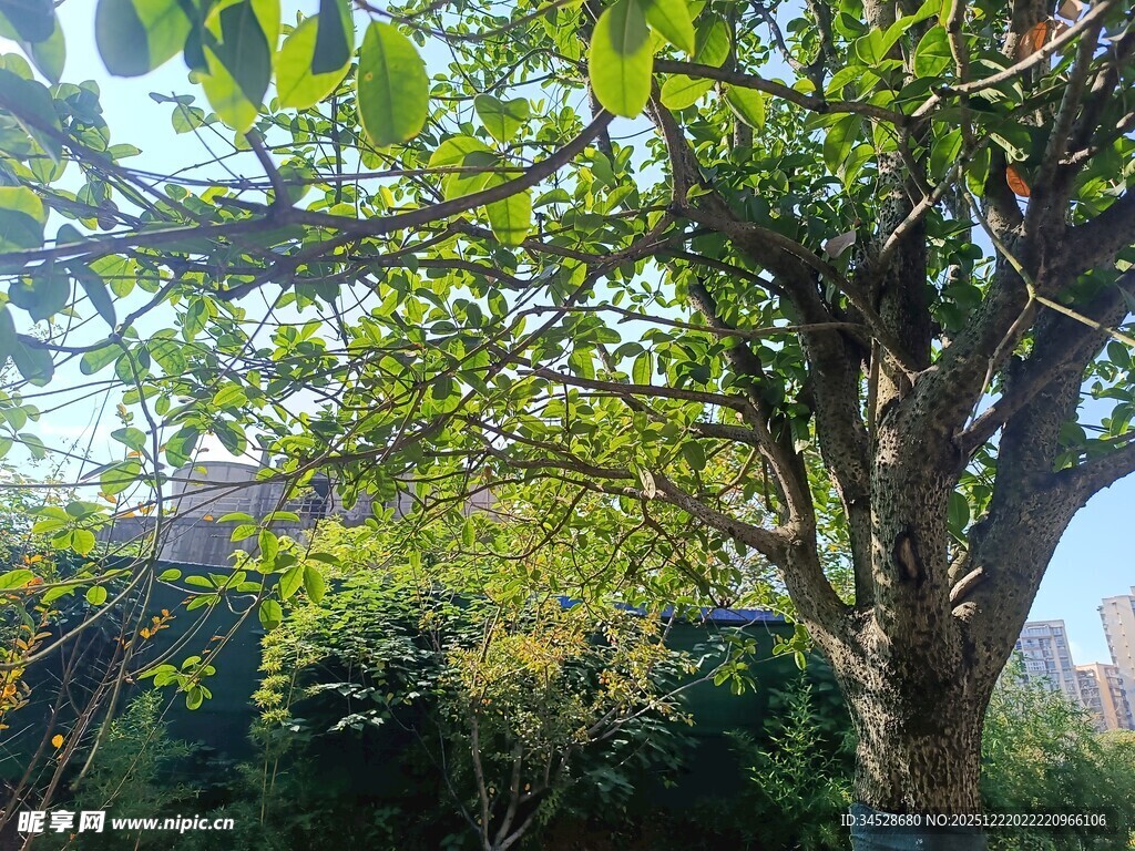 绿叶繁茂的大树景观