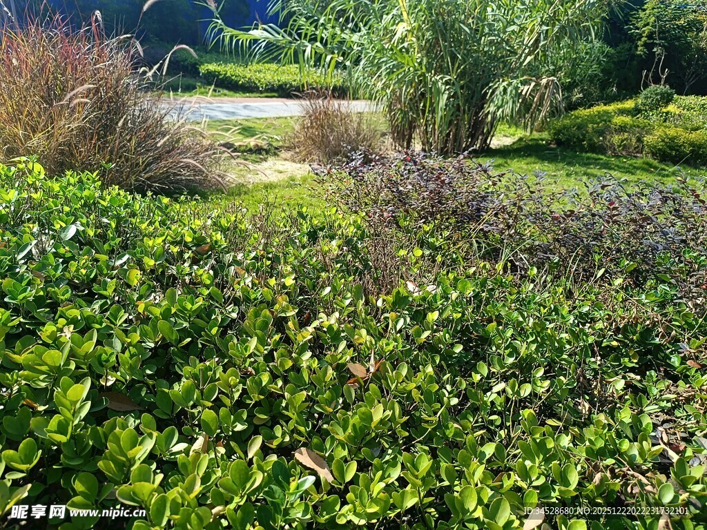 绿意盎然的户外花园景观