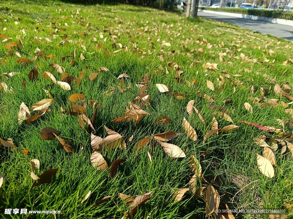 草地上的散落枯叶