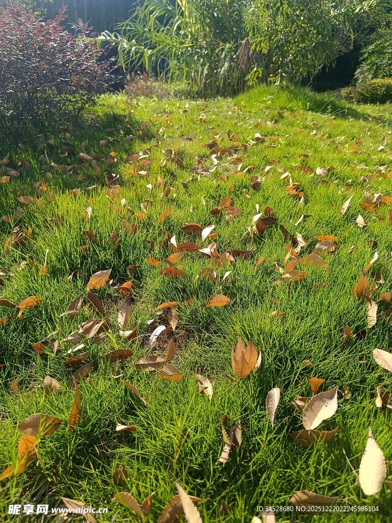 秋日草地落叶景致