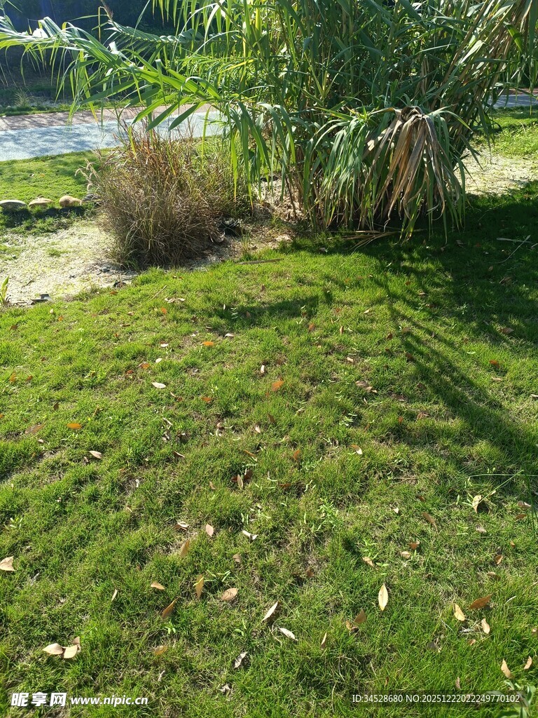 绿意盎然的户外草地景观