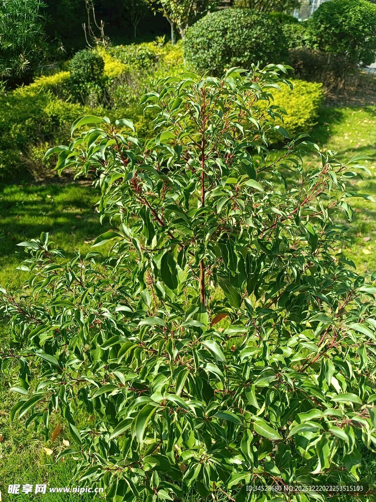 绿叶繁茂的户外植物景观