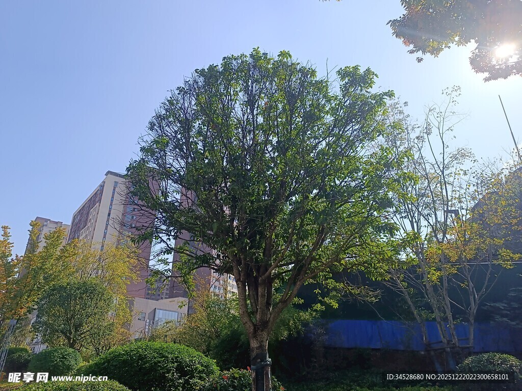 阳光下的绿树与建筑景观