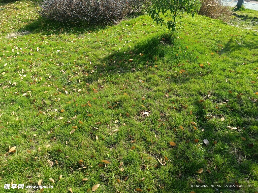 绿意盎然的草地与小树