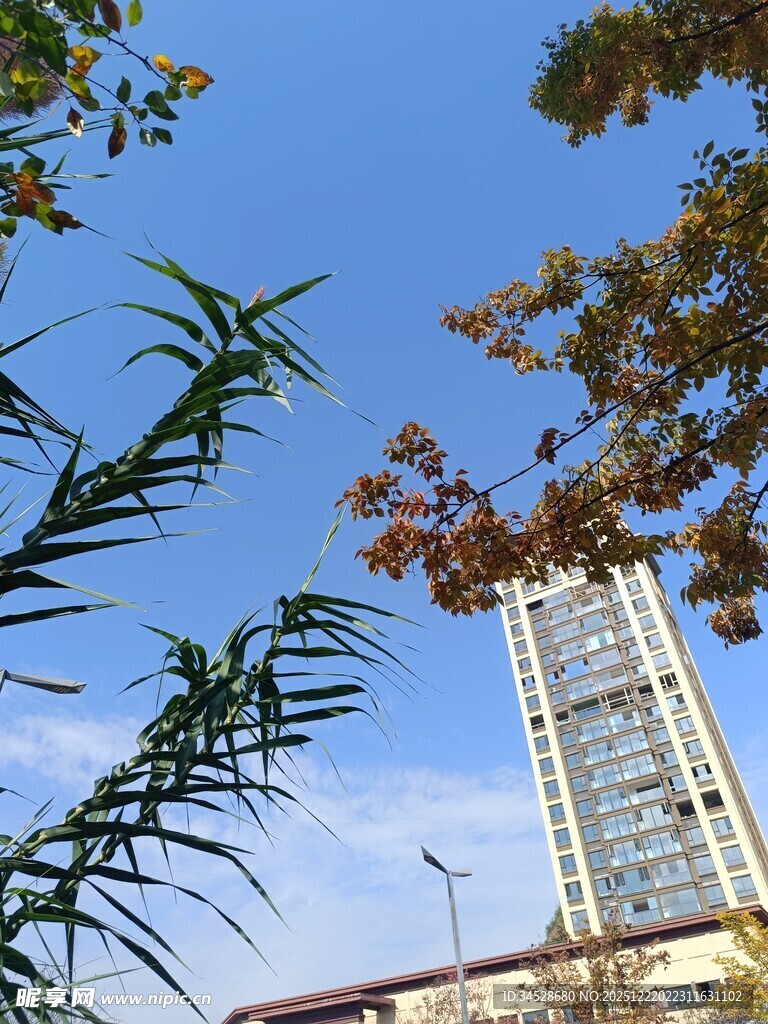 高楼旁的绿植与蓝天