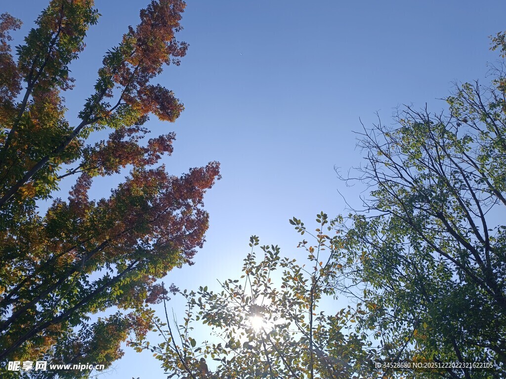 秋日树梢与蓝天美景