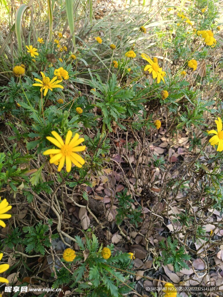 野外绽放的黄色小花