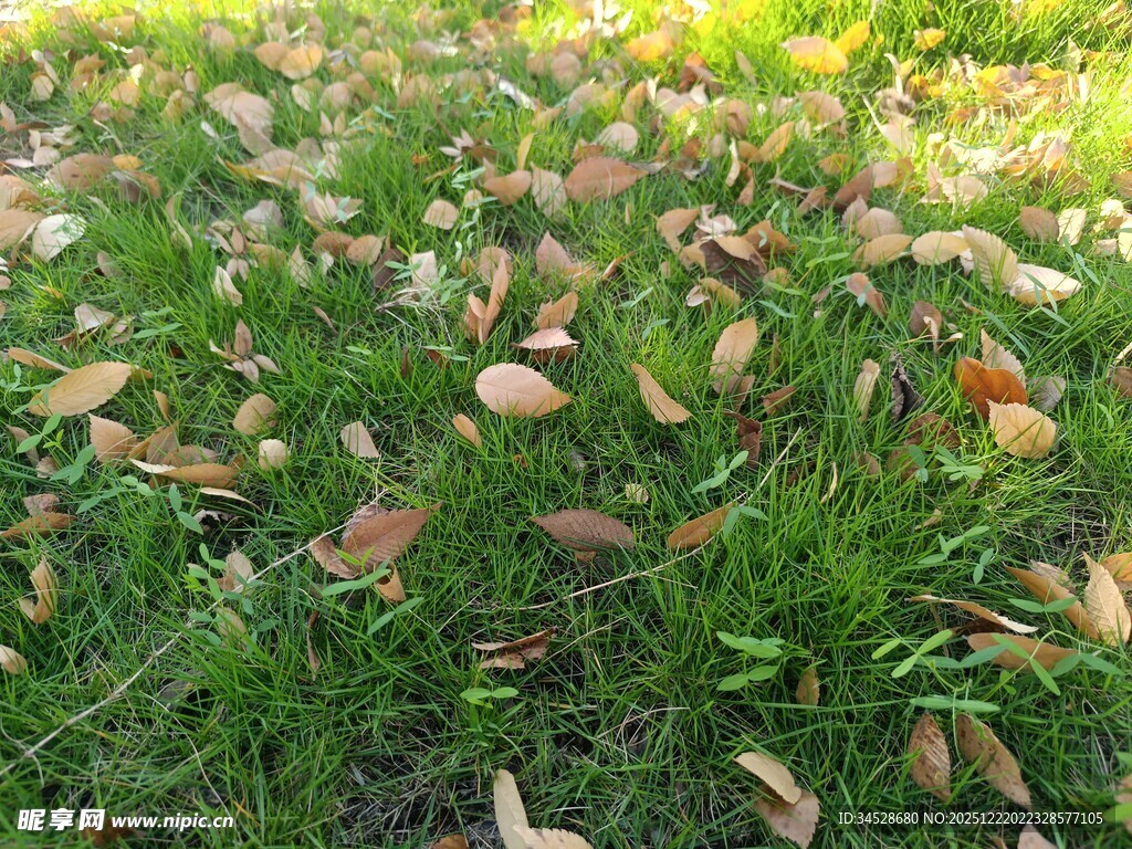 草地上的落叶