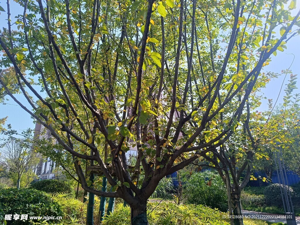 春日繁花初绽的树木景观