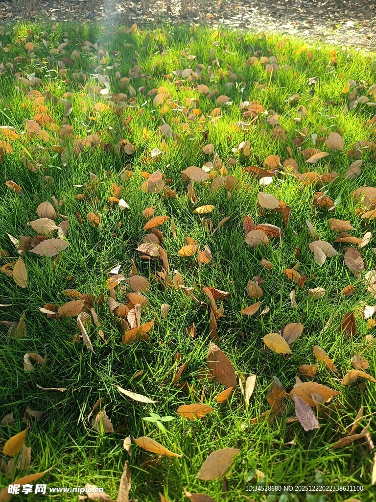 秋日草地落叶美景