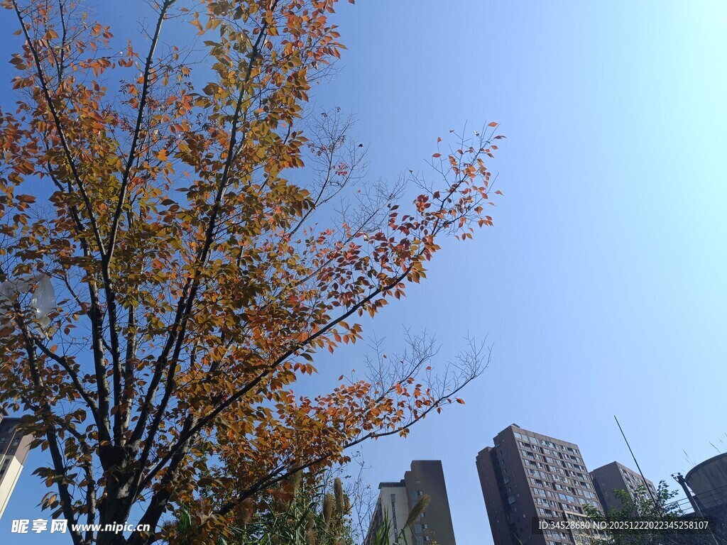 秋日树梢与城市高楼