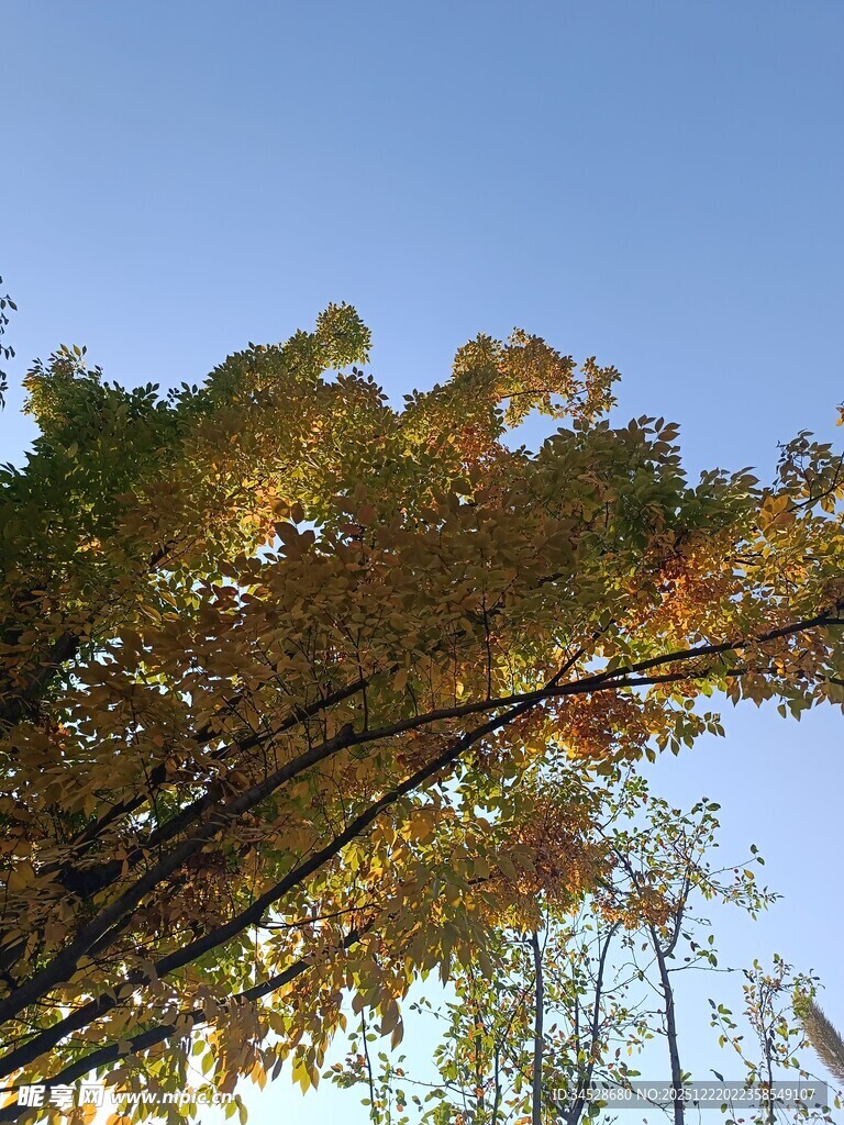 秋日树梢的斑斓景致