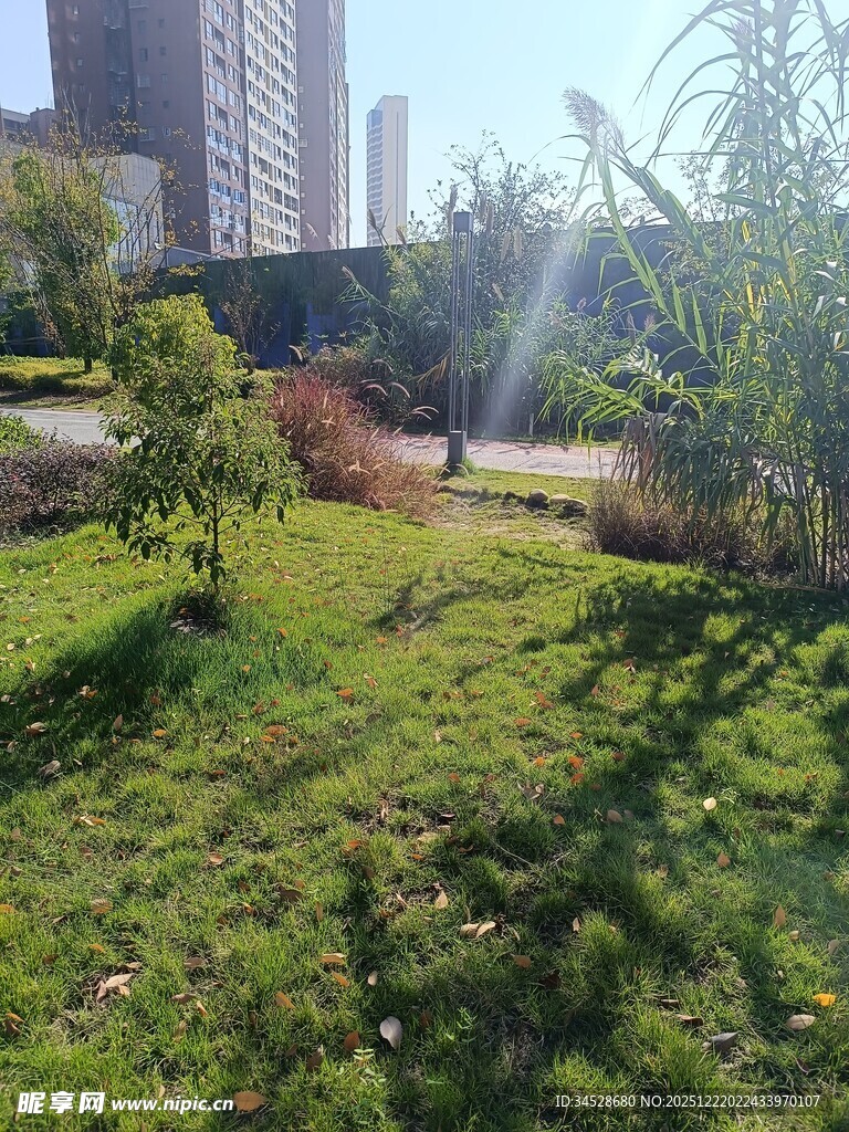 城市中阳光照耀的绿地