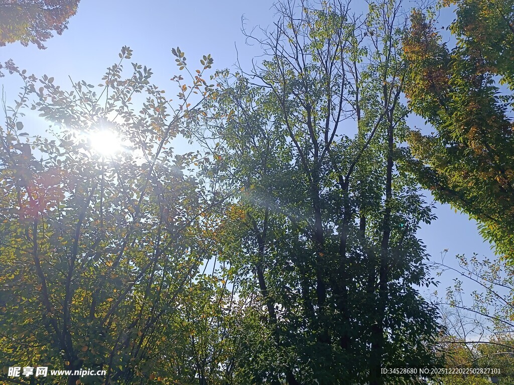 阳光洒落林间树木景观