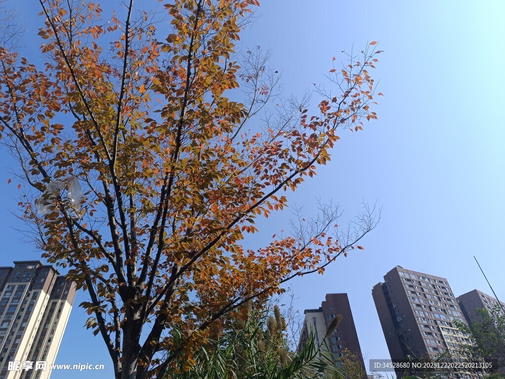 秋日城市中的斑斓树木