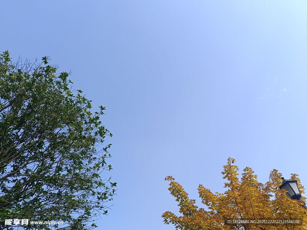 秋日双树映蓝天