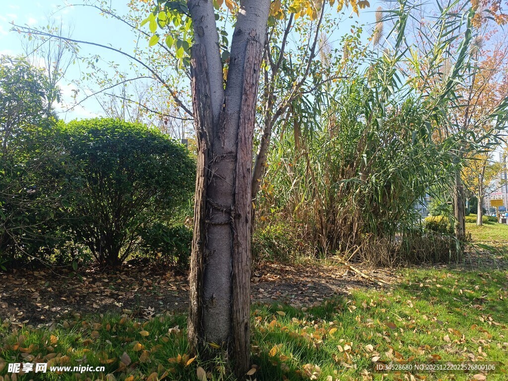 秋日公园中的树木景观