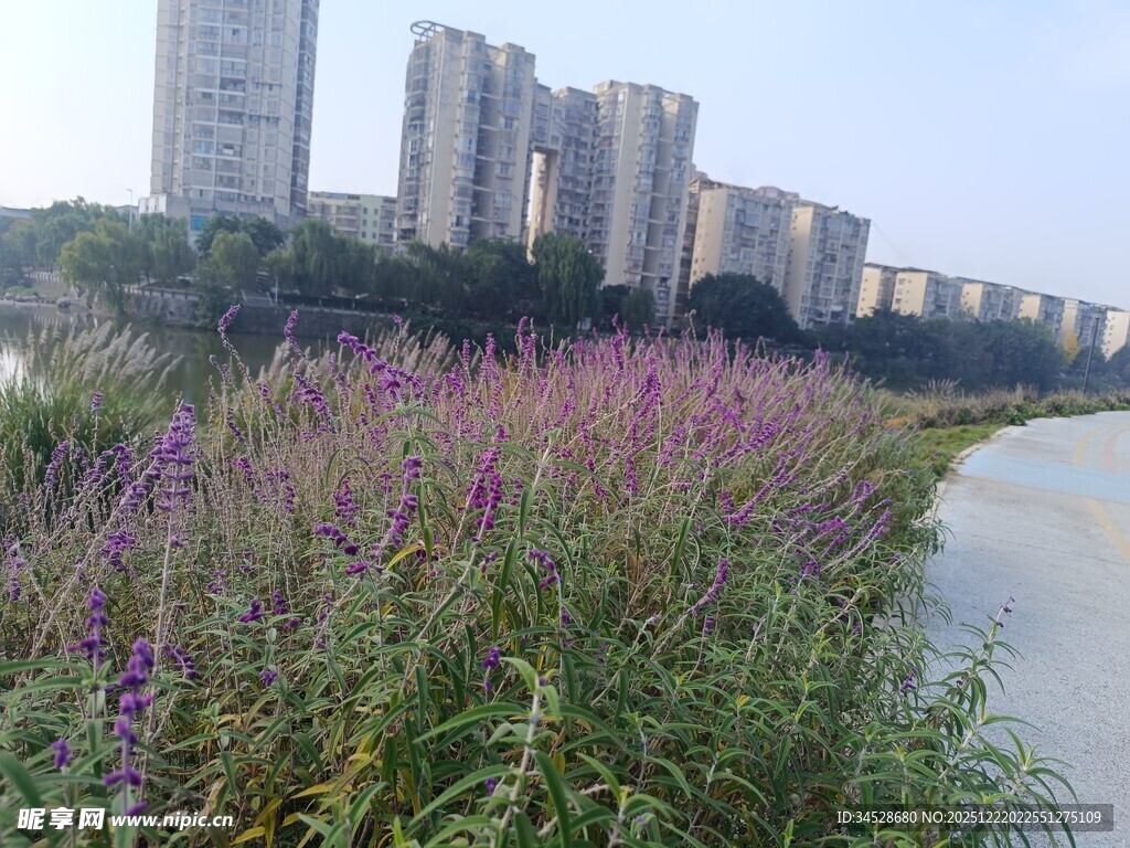 河畔紫花与林立高楼