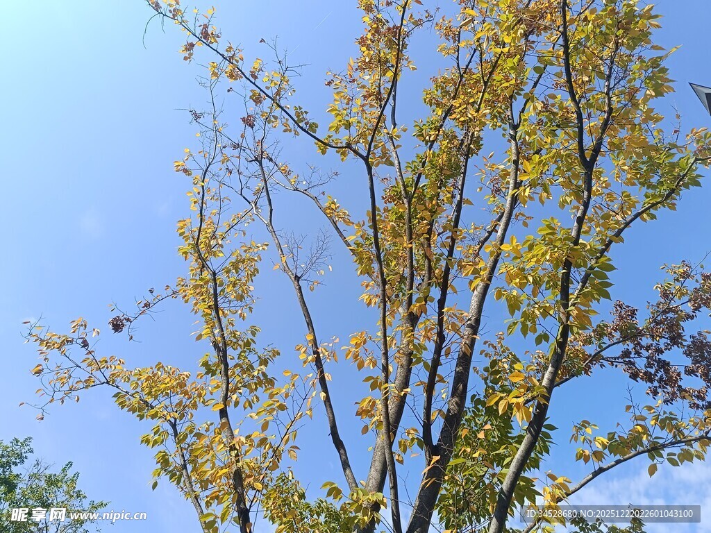 蓝天映衬下的茂盛树木