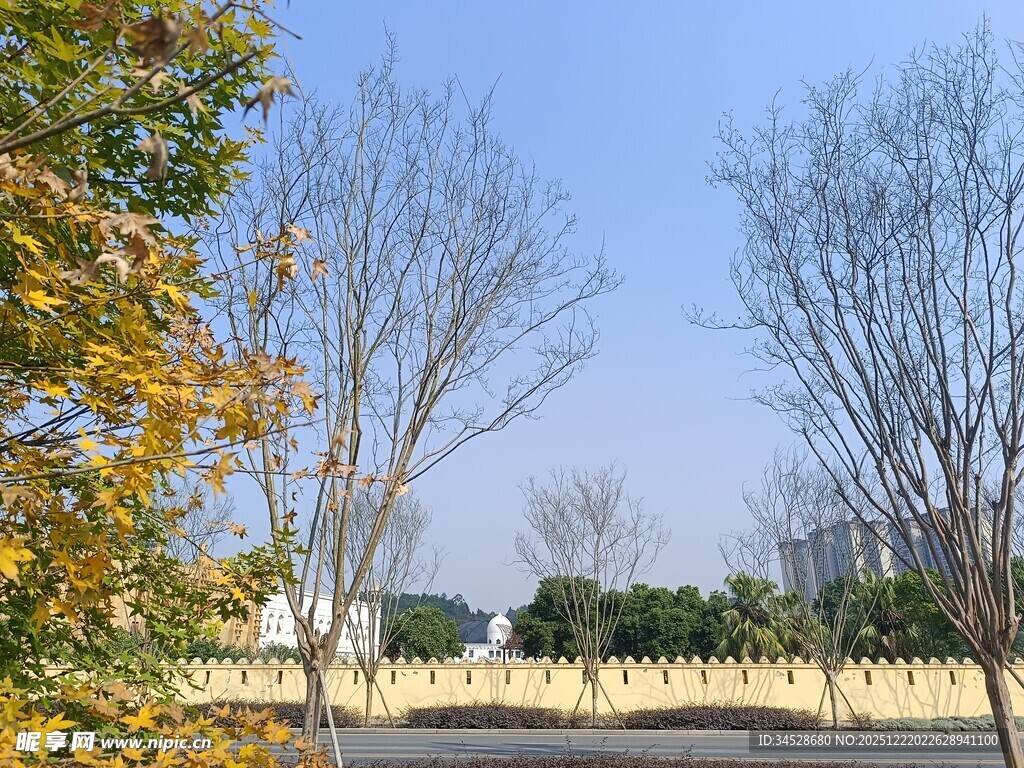 秋日户外树木风景