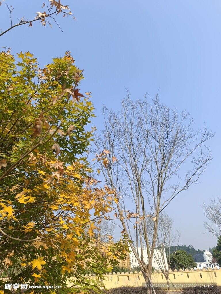 秋日树木蓝天景致