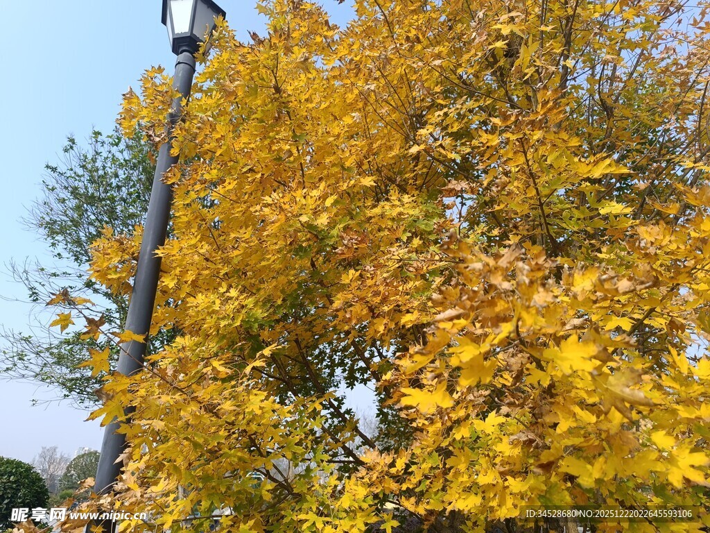 秋日金黄树叶的路灯景象