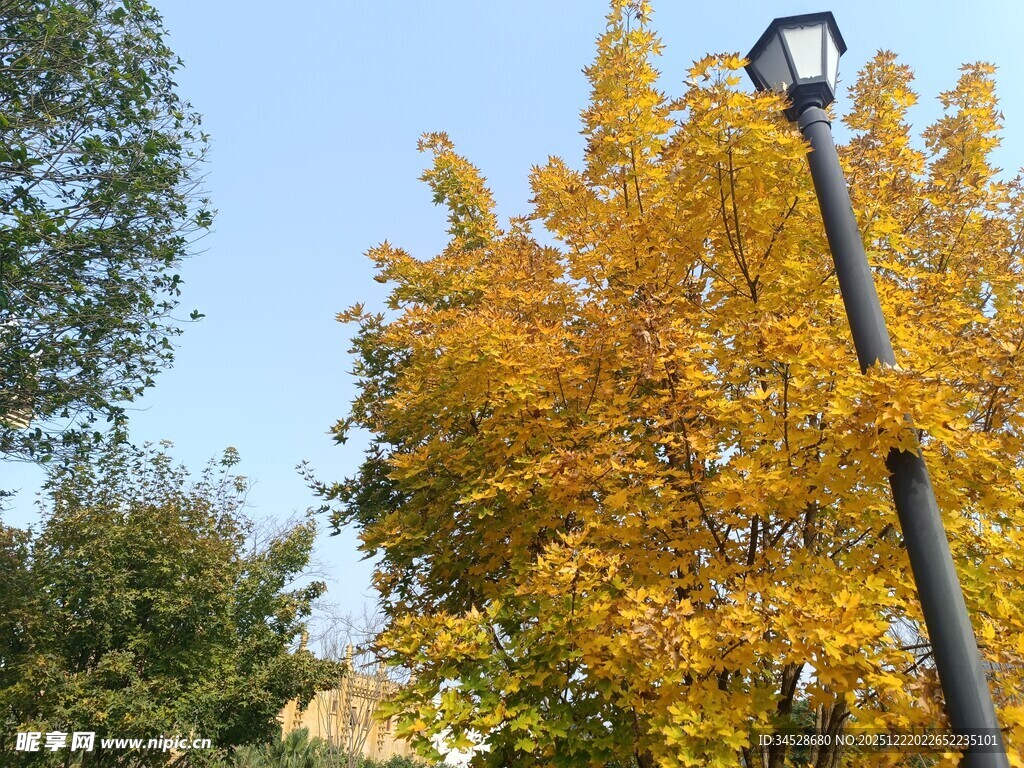 秋日金黄树叶与路灯