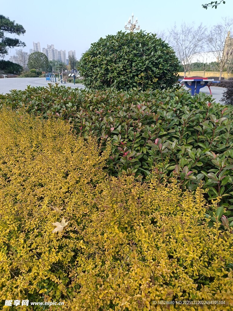 秋日繁茂绿植景观