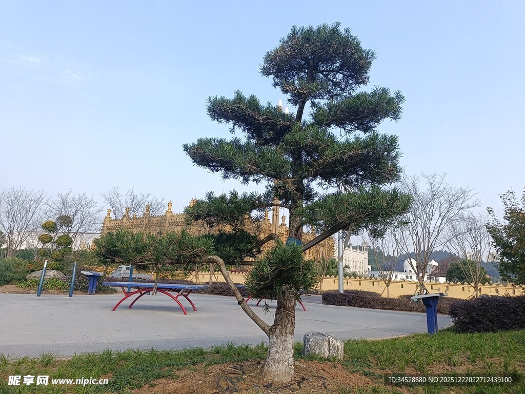 公园中造型独特的松树