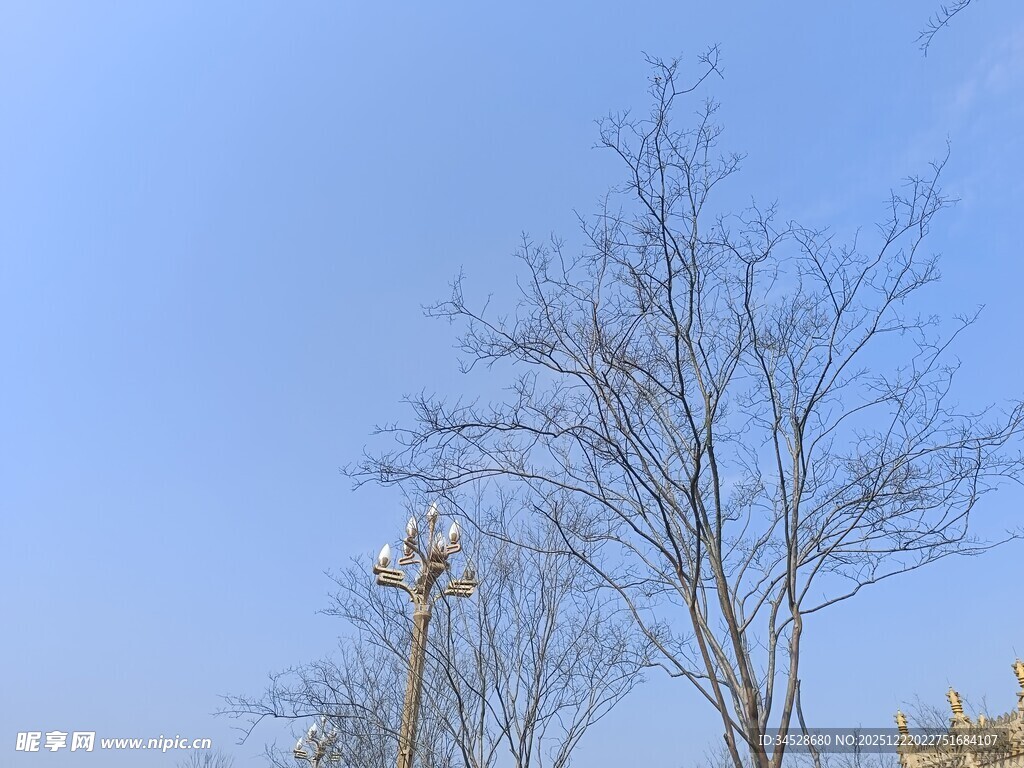 冬日光秃树木与蓝天景象