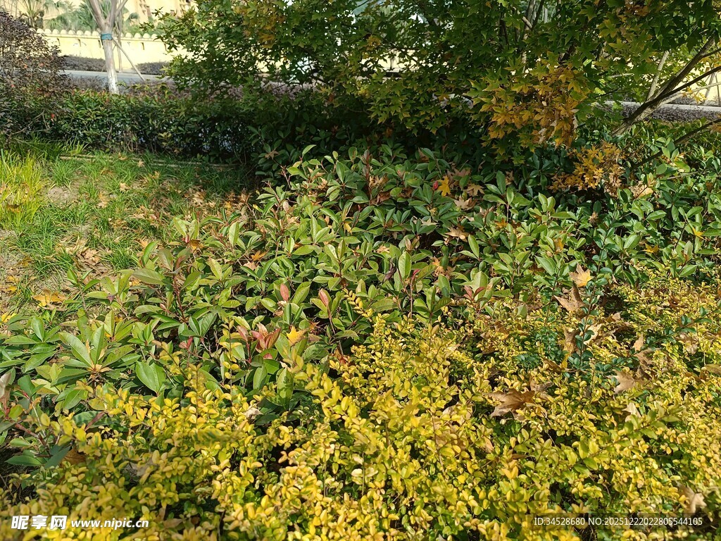 秋日繁茂的黄色植物景观