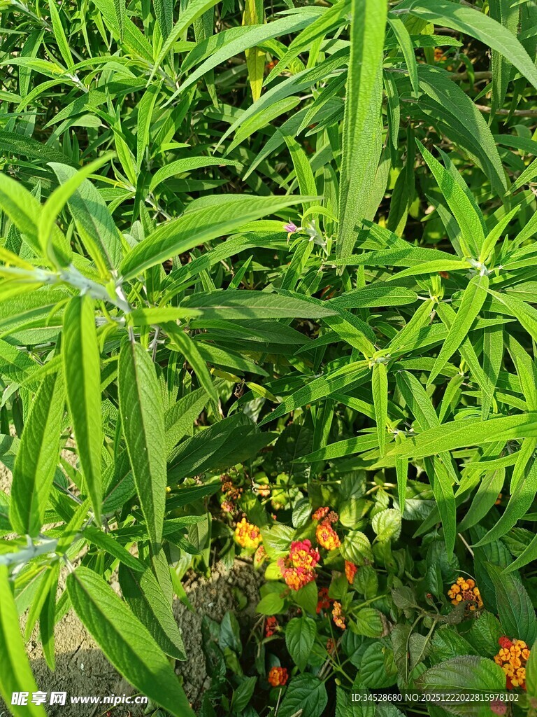 翠绿植物与鲜艳小花