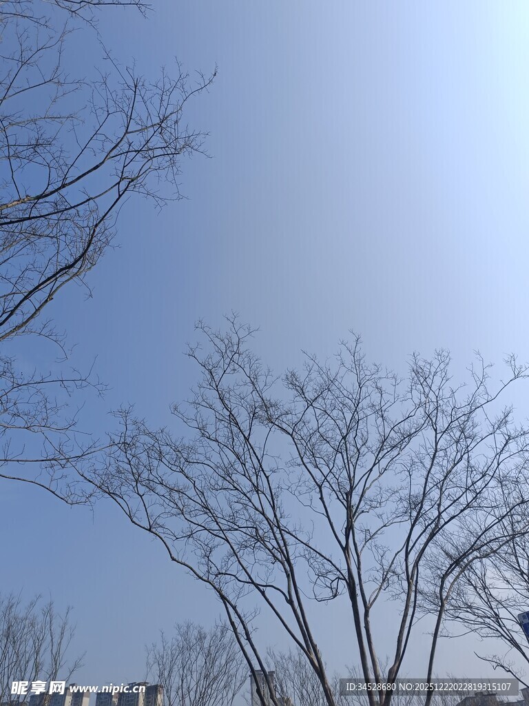 冬日光秃树木与晴朗天空