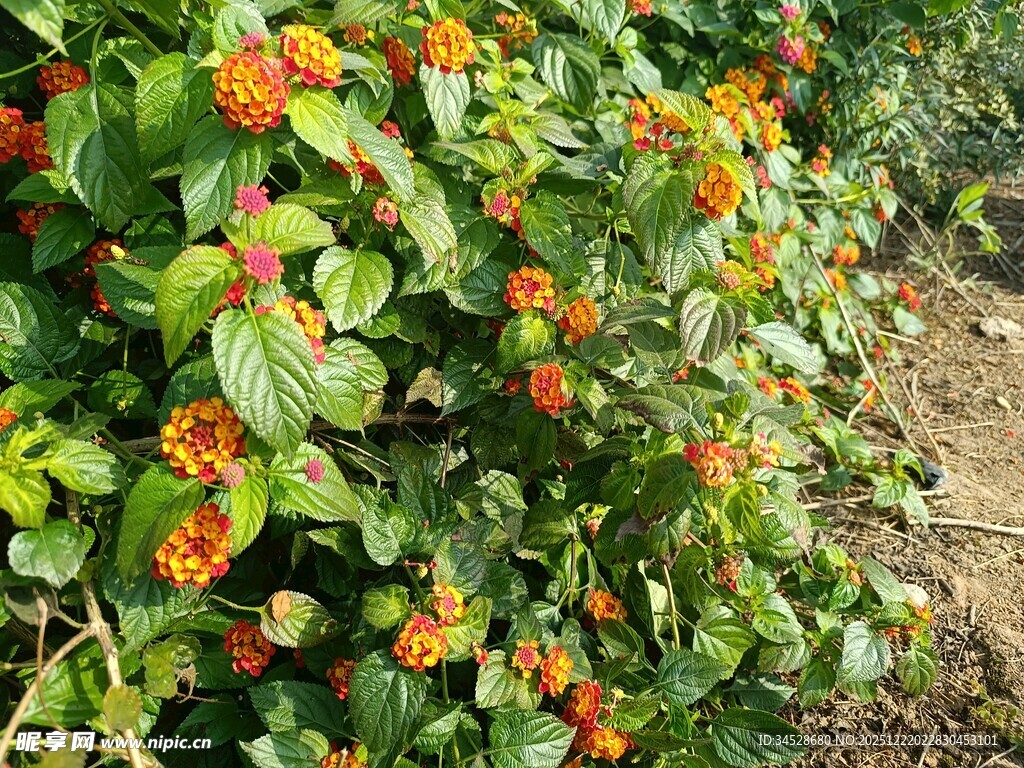 鲜艳橙花绿叶植物景观