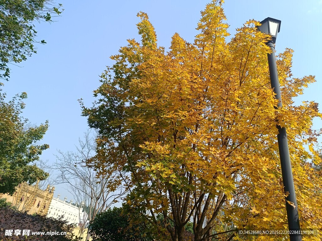 秋日金黄树木与路灯景观