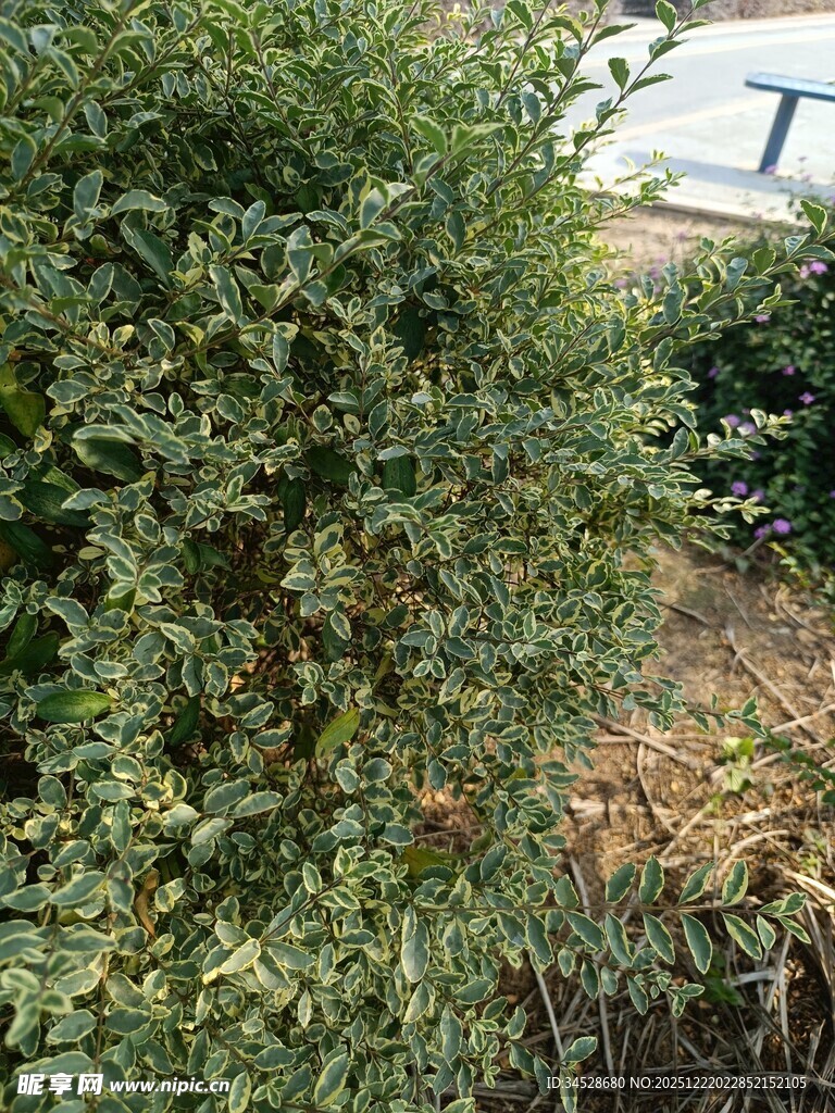 绿叶繁茂的灌木植物