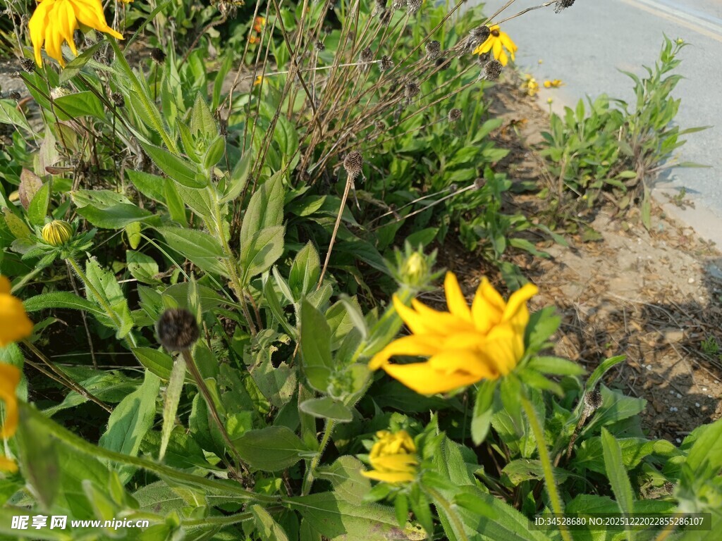 黄色小花与绿叶植物