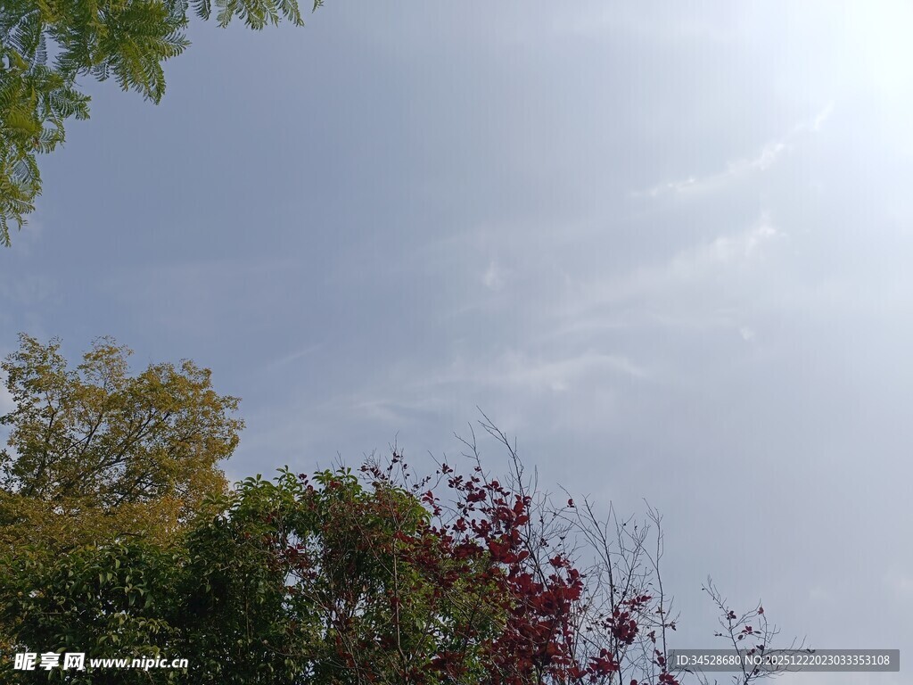 树梢间的晴朗天空