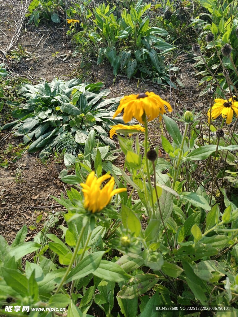 花园中绽放的黄色花朵