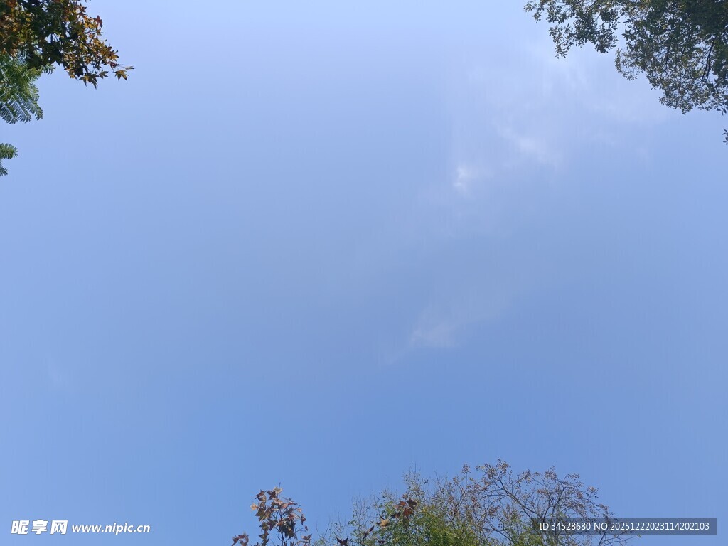 仰望蓝天与树梢