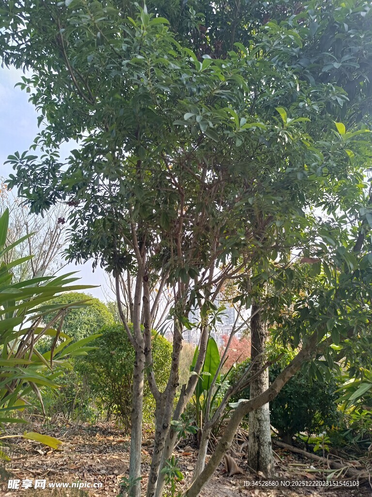 户外葱郁树木景观