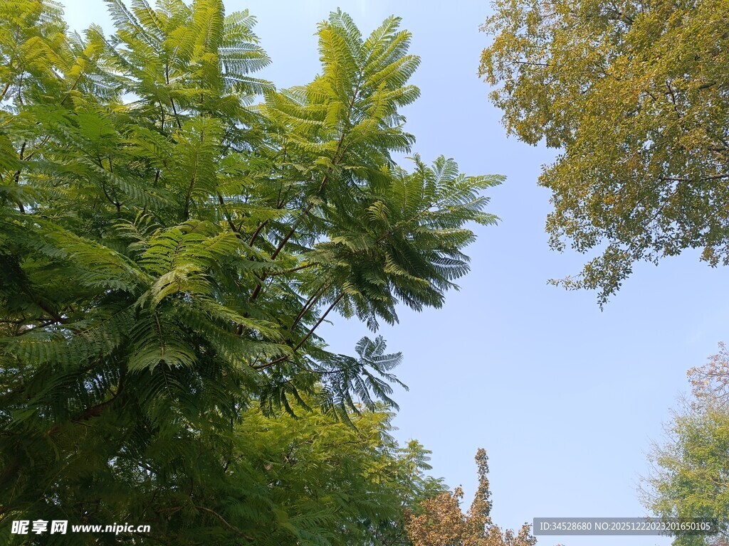 蓝天映衬下的葱郁树木