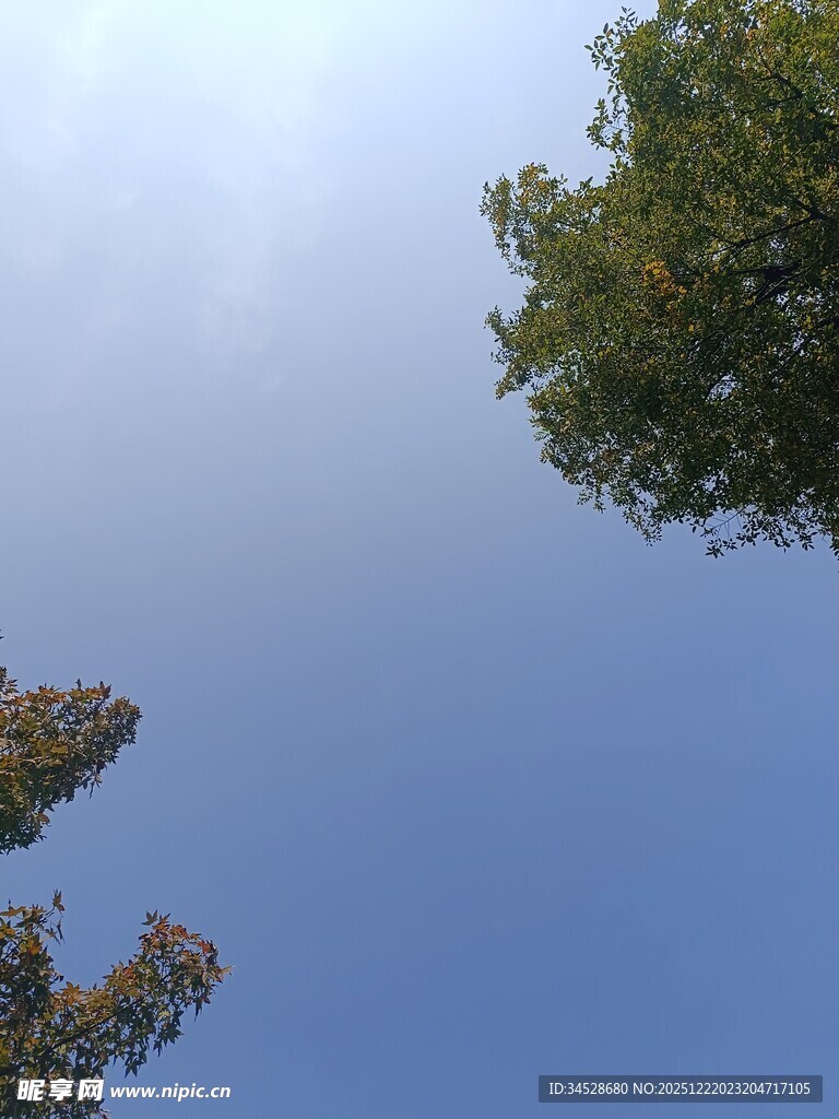 仰望蓝天与葱郁树木