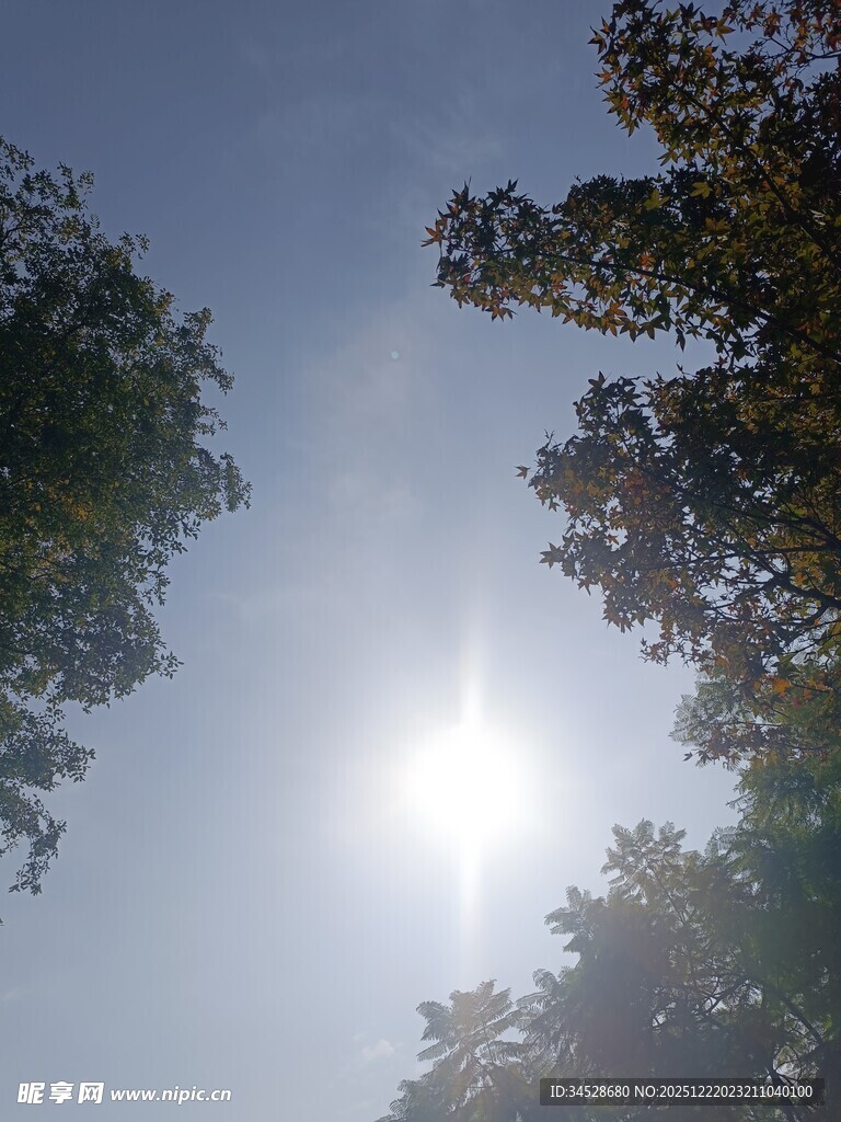 林间阳光洒下的美好瞬间