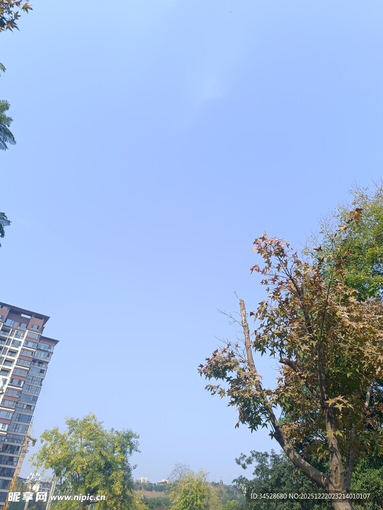 城市中树木与高楼的景致