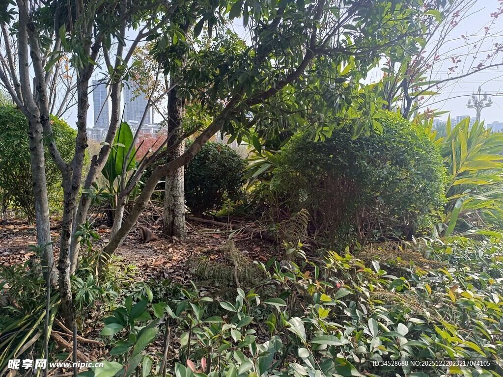 绿意盎然的户外植物景观