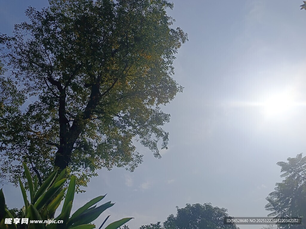 阳光下的绿树与植物