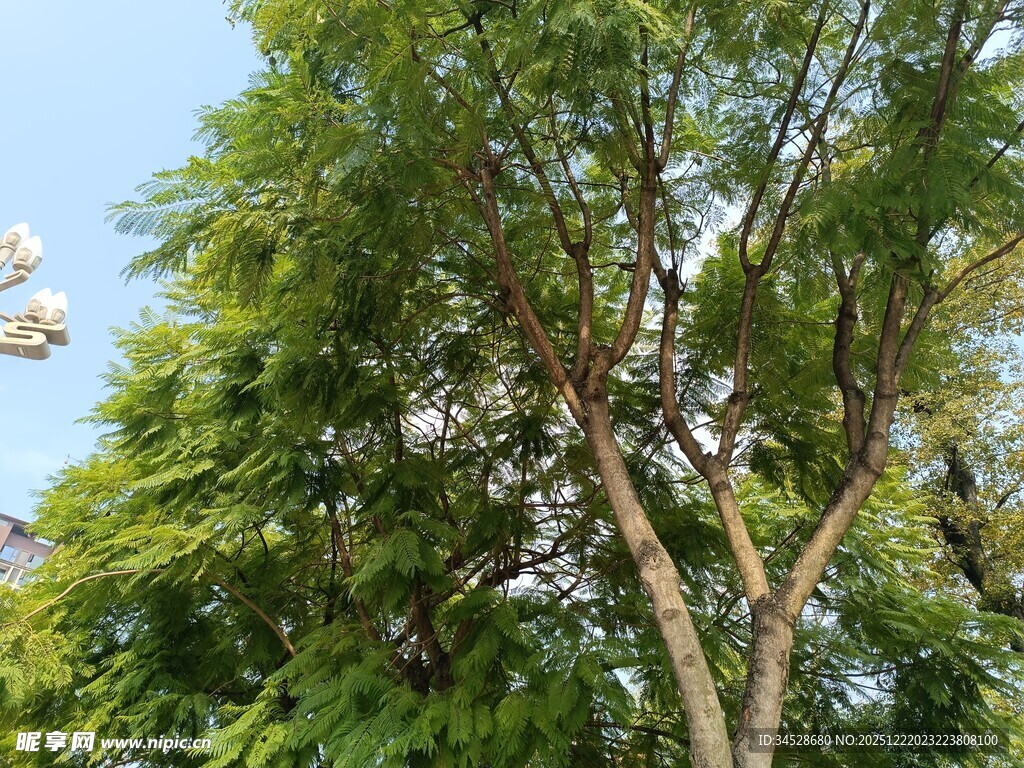 繁茂绿树展现自然生机